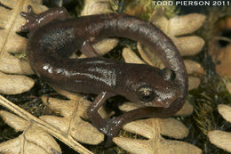 Image of Bolitoglossa huehuetenanguensis Campbell, Smith, Streicher, Acevedo & Brodie 2010