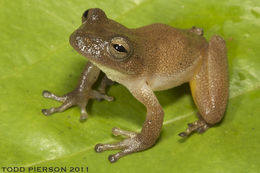 Image of Bromeliad Treefrog