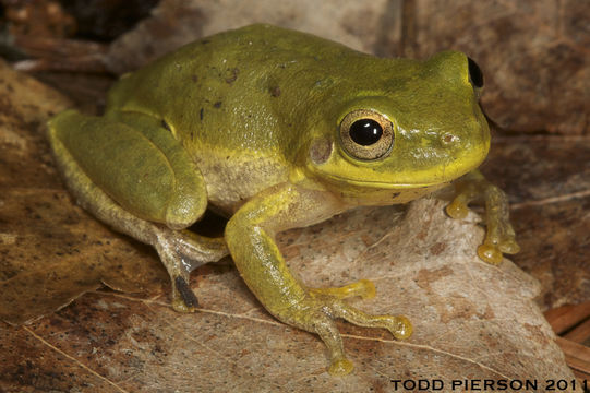 Image of <i>Hyla squirella</i>