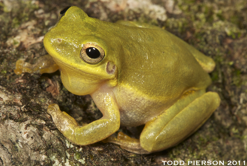 Image of <i>Hyla squirella</i>