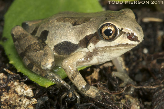 Sivun Pseudacris ornata (Holbrook 1836) kuva