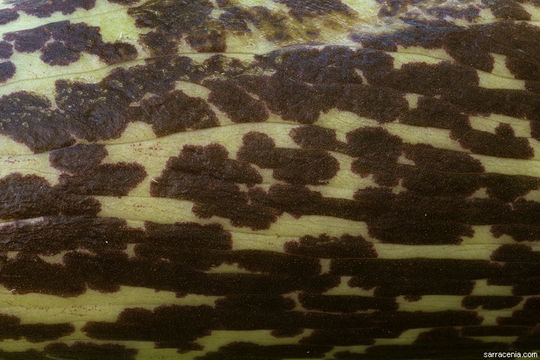 Слика од Helicodiceros muscivorus (L. fil.) Engl.