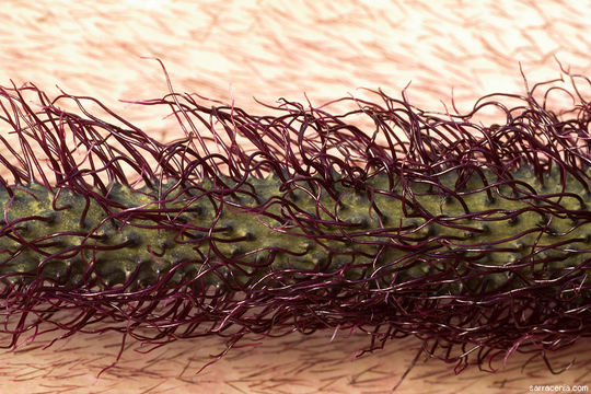 Слика од Helicodiceros muscivorus (L. fil.) Engl.