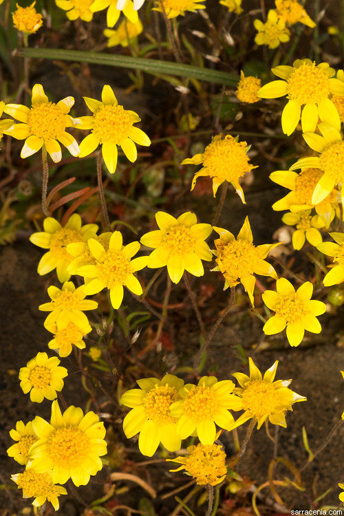 Image of California goldfields