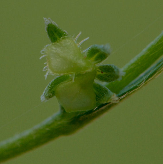 Plancia ëd Pectocarya pusilla (A. DC.) A. Gray