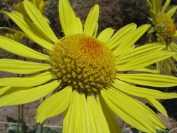 Image of Panamint daisy