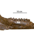 Image of Procamelus