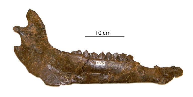 Image of Procamelus