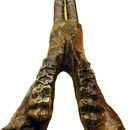 Image of gomphotheres