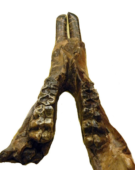 Image of Gomphotherium