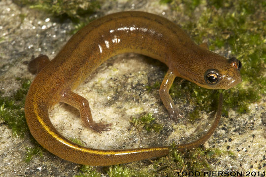 Image of Patch-nosed Salamander