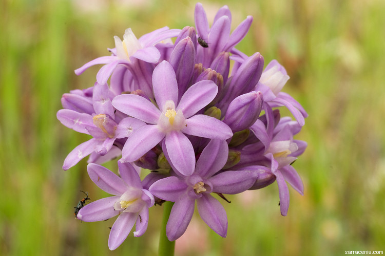 Sivun Dichelostemma multiflorum (Benth.) A. Heller kuva