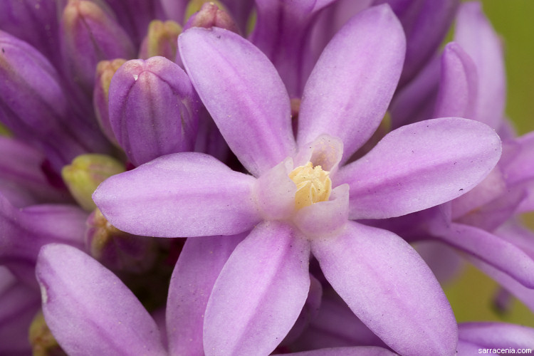 Sivun Dichelostemma multiflorum (Benth.) A. Heller kuva