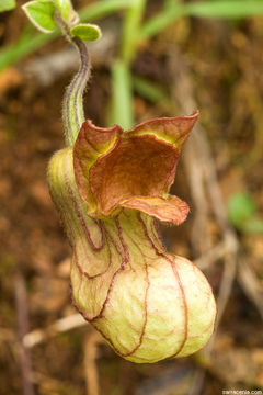 صورة Aristolochia californica Torr.