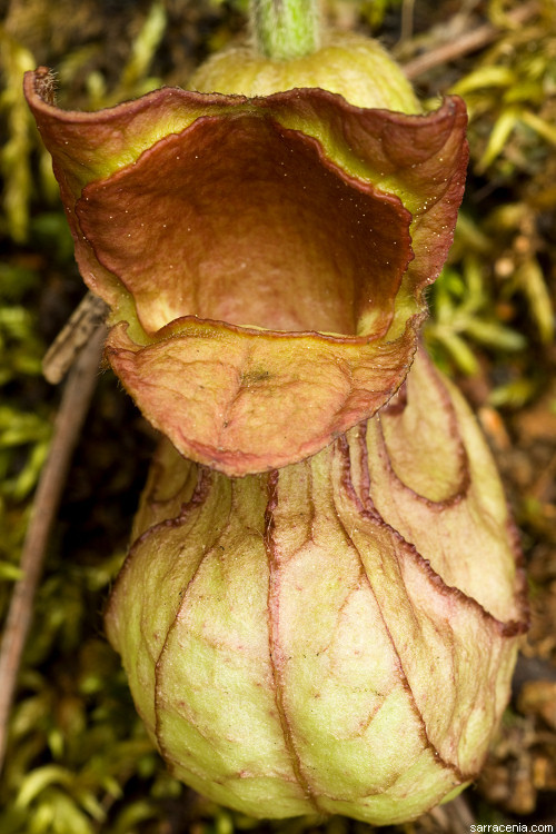 Image of California dutchman's pipe