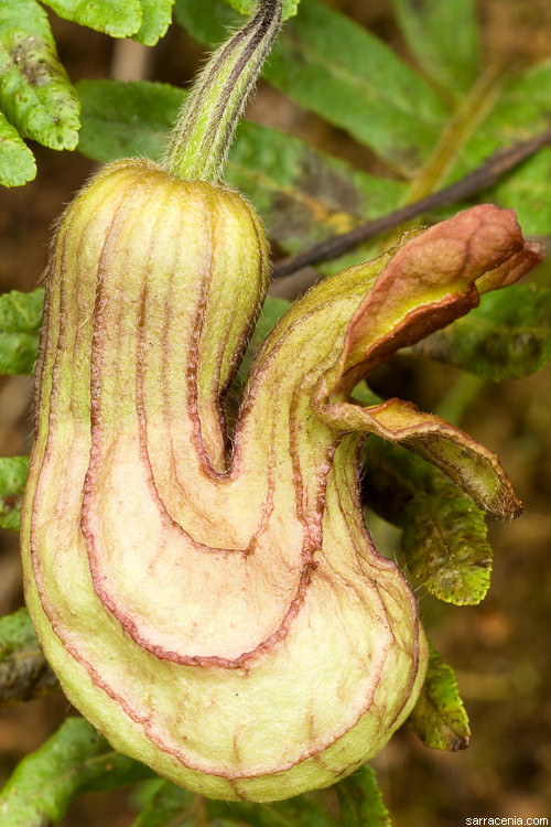 Image of California dutchman's pipe