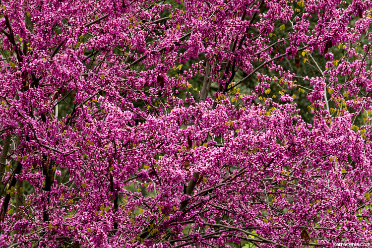 Слика од Cercis occidentalis A. Gray