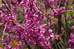 Слика од Cercis occidentalis A. Gray