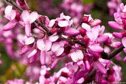 Слика од Cercis occidentalis A. Gray