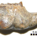 Image of Liodontia