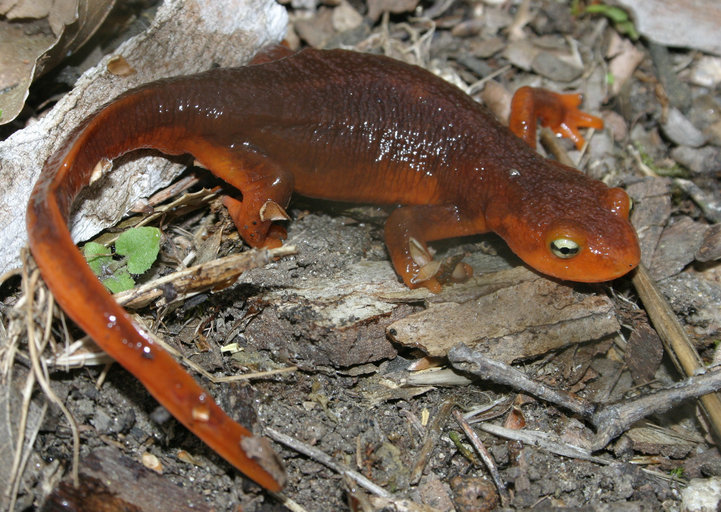 Image of California Newt