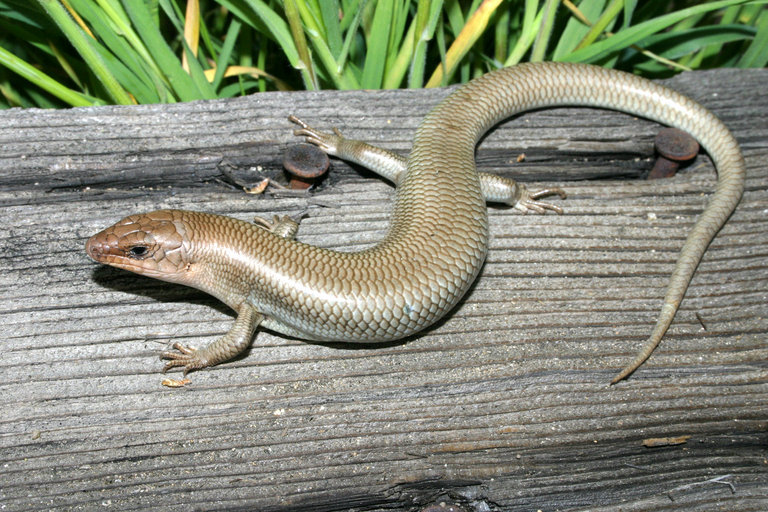 Image of Gilbert's Skink