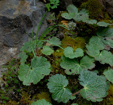 Image of foothill jepsonia