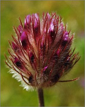 صورة Trifolium albopurpureum Torr. & A. Gray