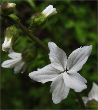 Image of Bolander's woodland-star