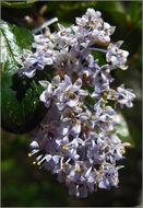 Plancia ëd Ceanothus oliganthus Nutt.