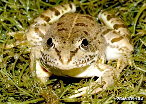 Image of Eurasian Marsh Frog