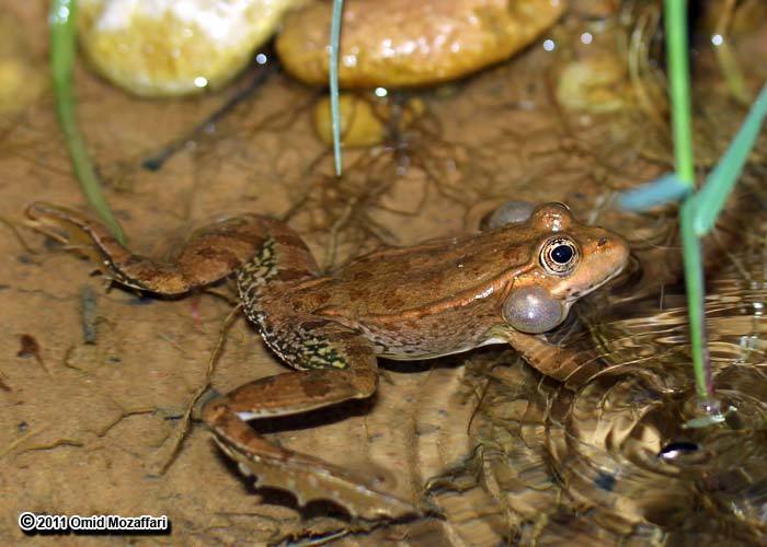 Image of Eurasian Marsh Frog