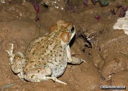 Image of Lorestan Toad