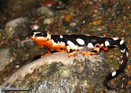 Image of Emperor Newt