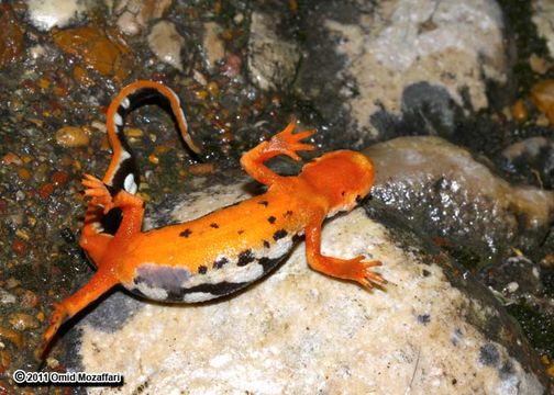 Image of Emperor Newt