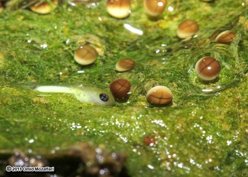 Image of Lemon-yellow tree frog