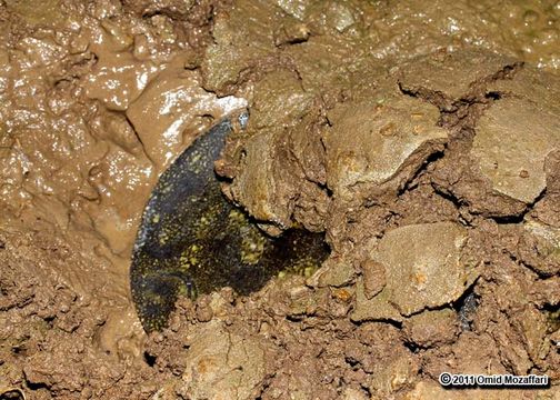 Image of Euphrates Softshell Turtle