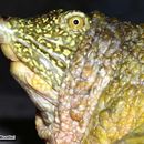 Image of Euphrates Softshell Turtle