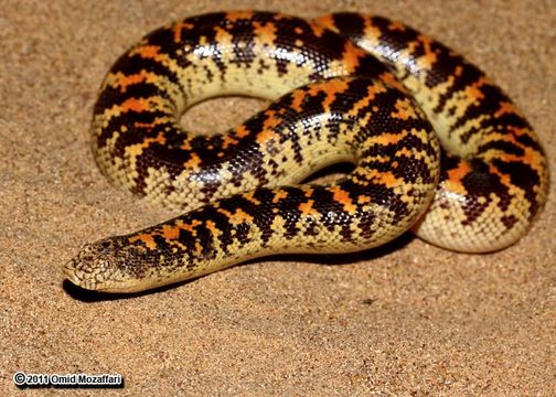 Image of Arabian Sand Boa