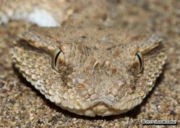 Image of Arabian Horned Viper