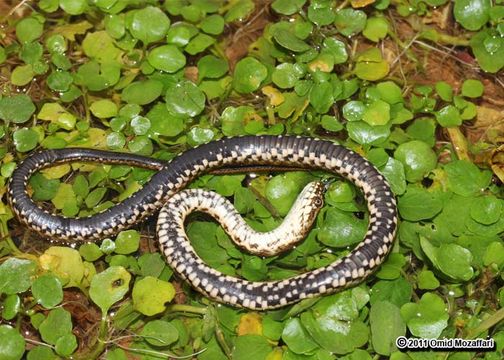 Image of Dice Snake