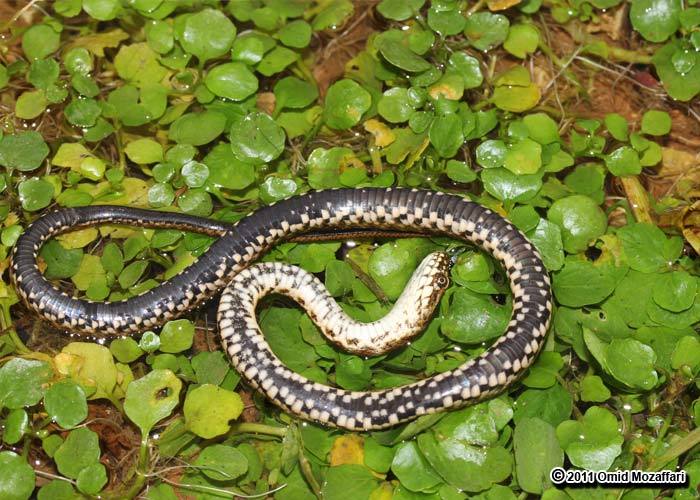 Image of Dice Snake