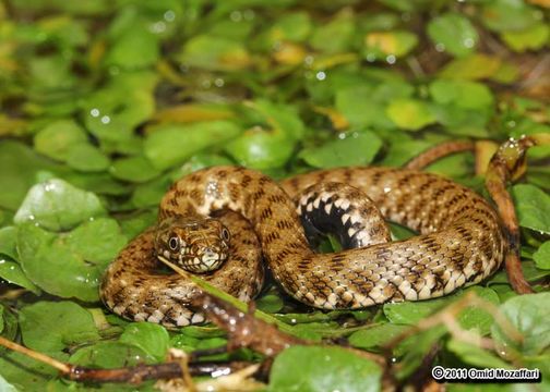 Image of Dice Snake