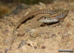 Image of Snake-eyed lizard