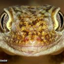 Image of Middle Eastern Short-fingered Gecko