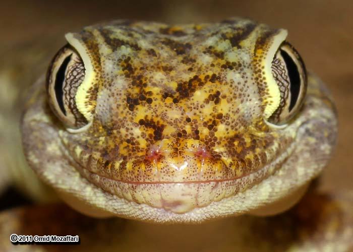 Image of Middle Eastern Short-fingered Gecko