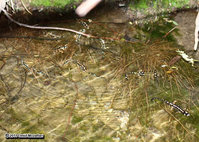 Image of Emperor Newt