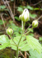 Image of California blackberry