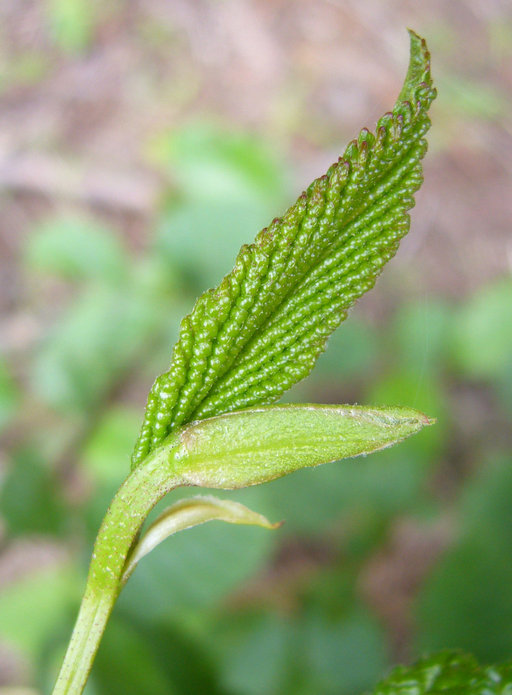 Image of Oregon Alder