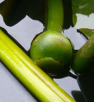 Image of Rocky Mountain pond-lily